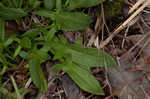 Common sheep sorrel